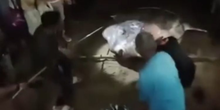 Heboh! Ikan Purba Terdampar di Objek Wisata Tangga 2000 Gorontalo